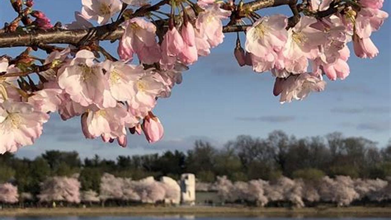 The National Park Service (Nps) Has Announced A Projected Peak Bloom Period For Washington, D.c.&#039;s Beloved Cherry Blossoms, 2024