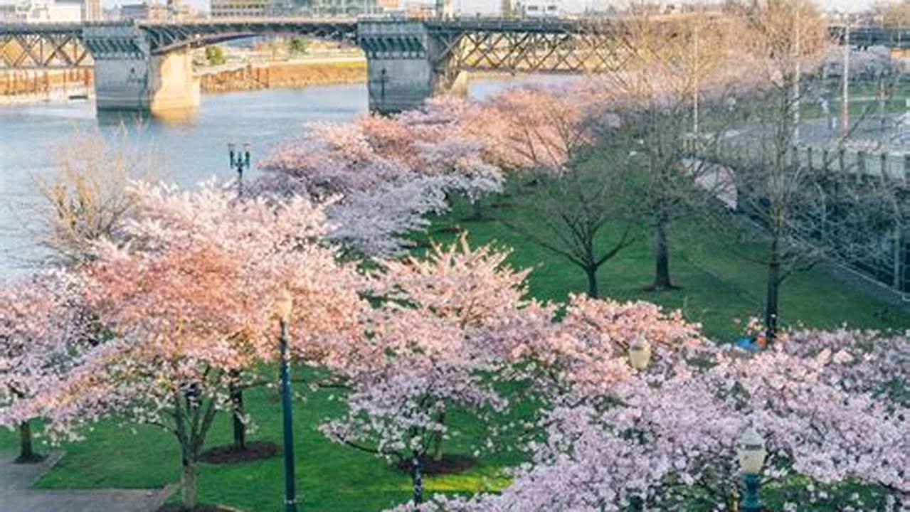 The Next Few Days Promise To Be Ideal For Seeing The Blossoms In Portland, As High Temperatures Are Expected To Be In The Upper 60S Friday And In The 70S Saturday., 2024