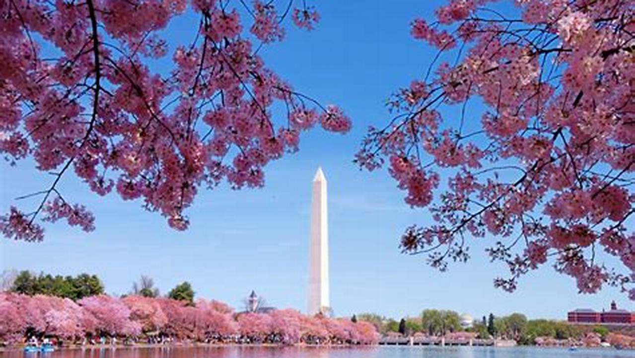 The Park Service Had Originally Estimated That Washington’s Cherry Blossoms Would Reach Full Blossom On March 23., 2024