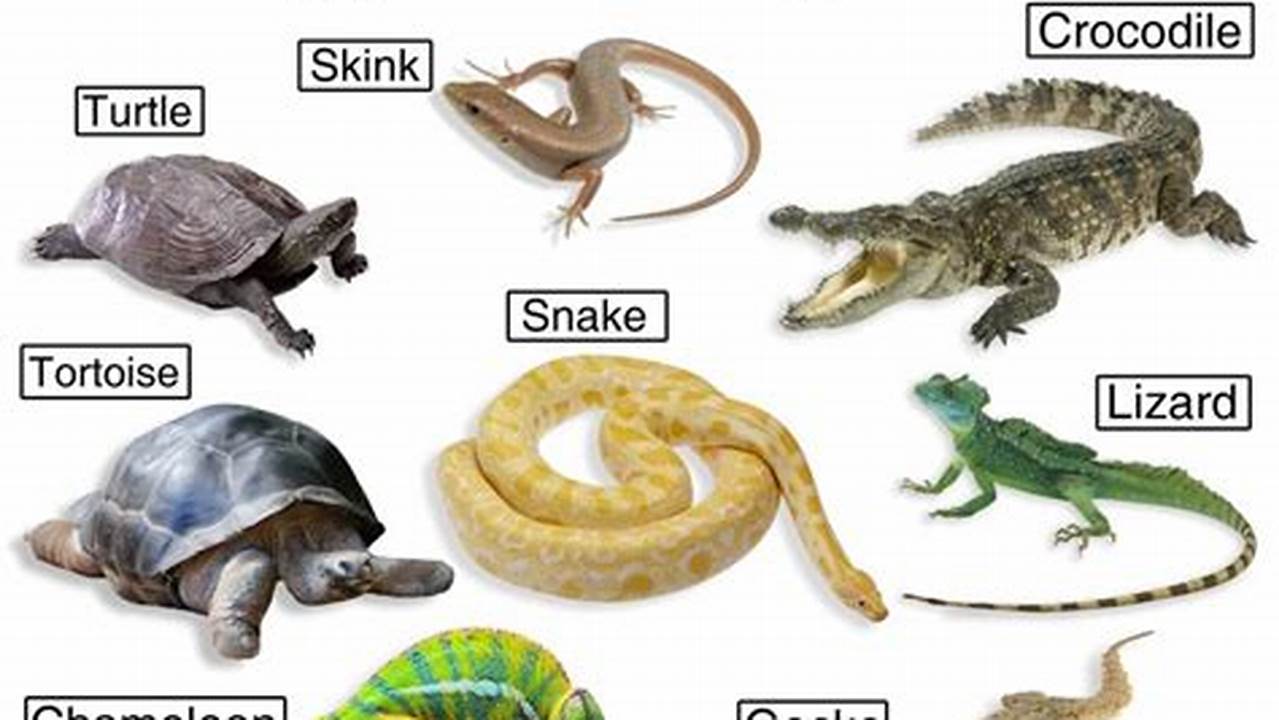 The Reptiles On This Page Reflect., Images