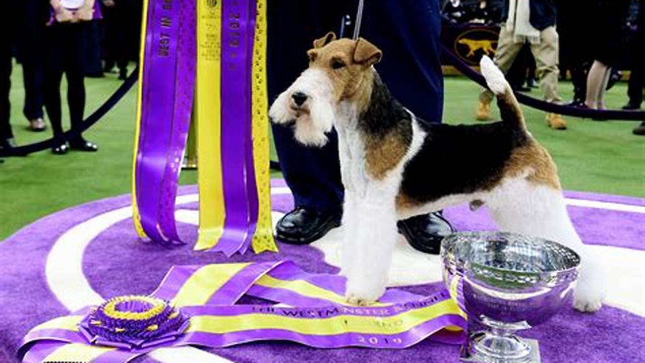 The Westminster Kennel Club’s Annual Dog Show Will Be Held From May 11 Th To May 14 Th, 2024., 2024
