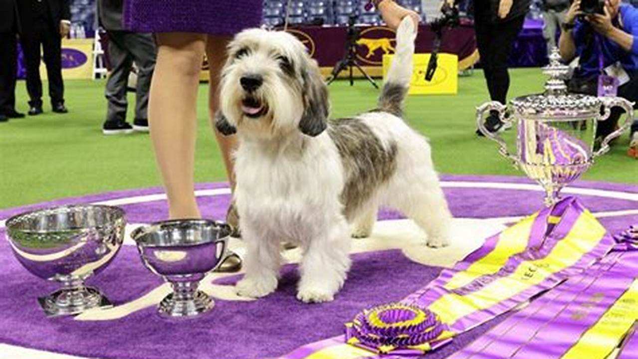 The Winner Of The Westminster Dog Show In 2024 Is Buddy Holly, The Petit Basset Griffon Vendéen., 2024