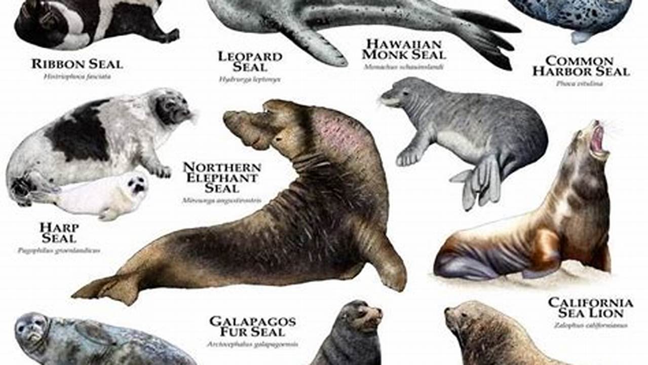 There Are Various Species Of Sea Lion Belonging To Five Extant Genera., Images