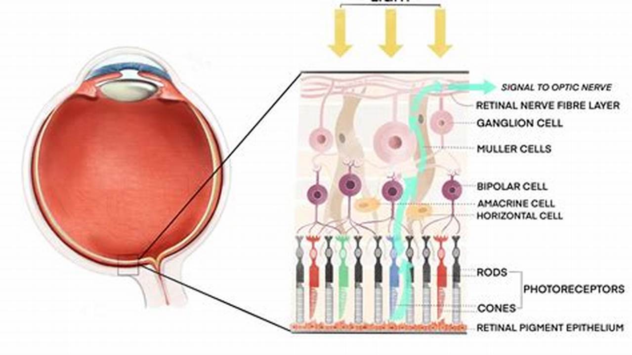 This Causes Thermal Damage To The Cells Of The Retina That Actually Do The Seeing., 2024