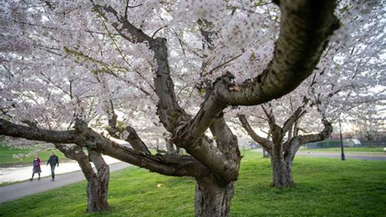 This Has Transformed Ohio Into A Cherry Blossom Wonderland When Springtime Comes Around, With Many Of The State’s Major Cities Having Their Own Unique Spots To See Cherry Blossoms In Bloom., 2024