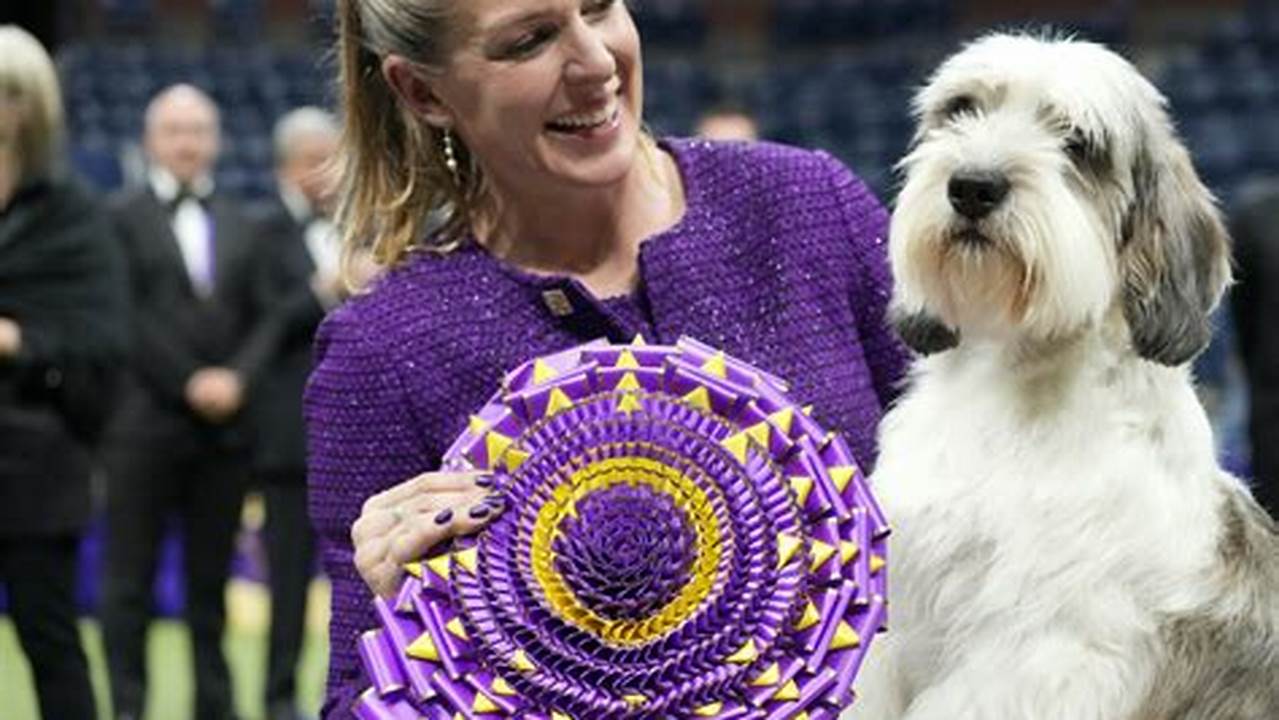 This Is The First Time A Dog Of This Breed Has Won The The Winner Of The Westminster Dog Show In 2024 Is Buddy Holly, The Petit Basset Griffon Vendéen., 2024