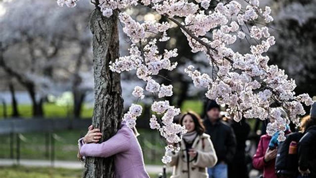 This Year&#039;s Cherry Blossom Festivities In Washington Will Be The Last For Stumpy And More Than 100 Other Cherry Trees That Will Be Cut Down As Part Of A Multiyear., 2024