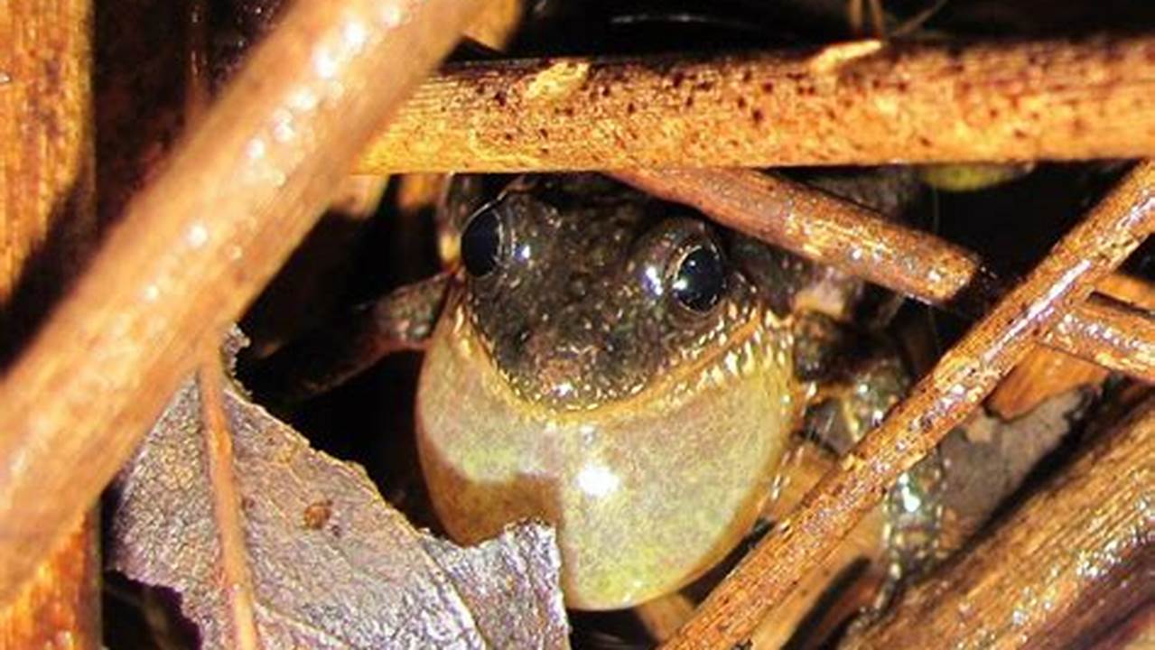 Though These Frogs Are Tiny, The Males Are Highly Vocal With Many Calling From Emergent Vegetation In A Chorus As., 2024