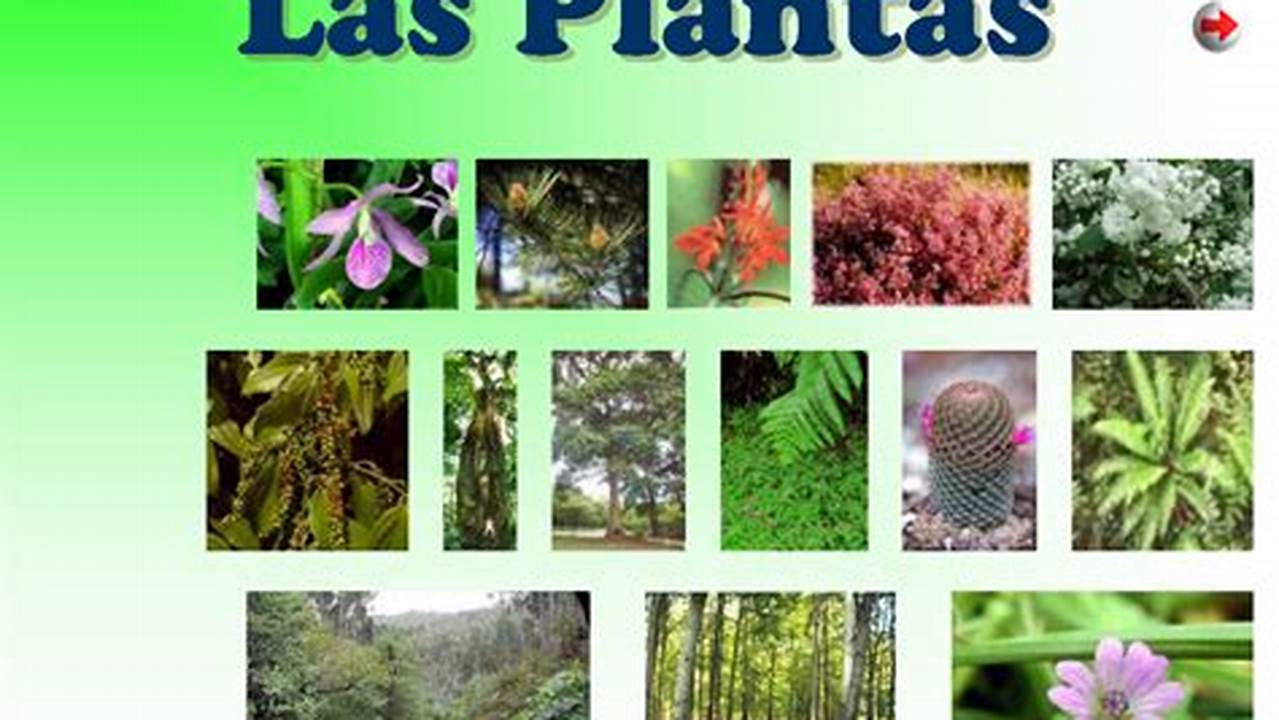 Tipos De Plantas, Plantas