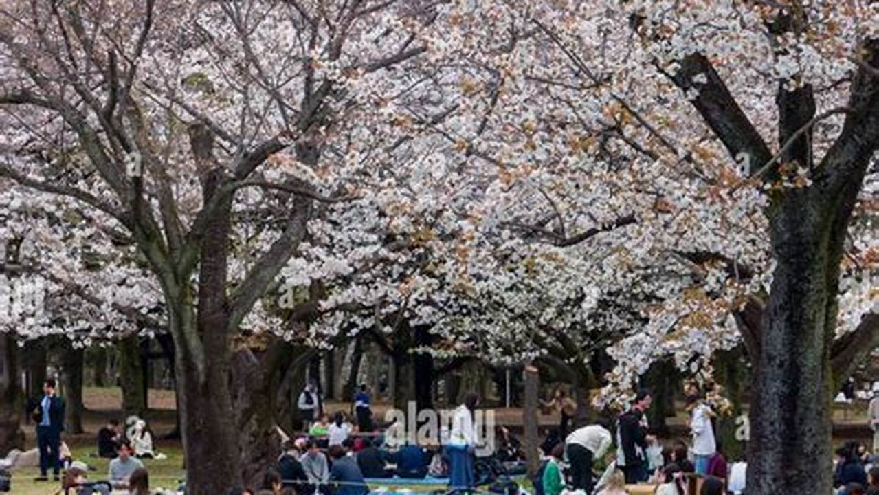 To Beat The Massive Hanami Crowds, Aiko Recommends., 2024