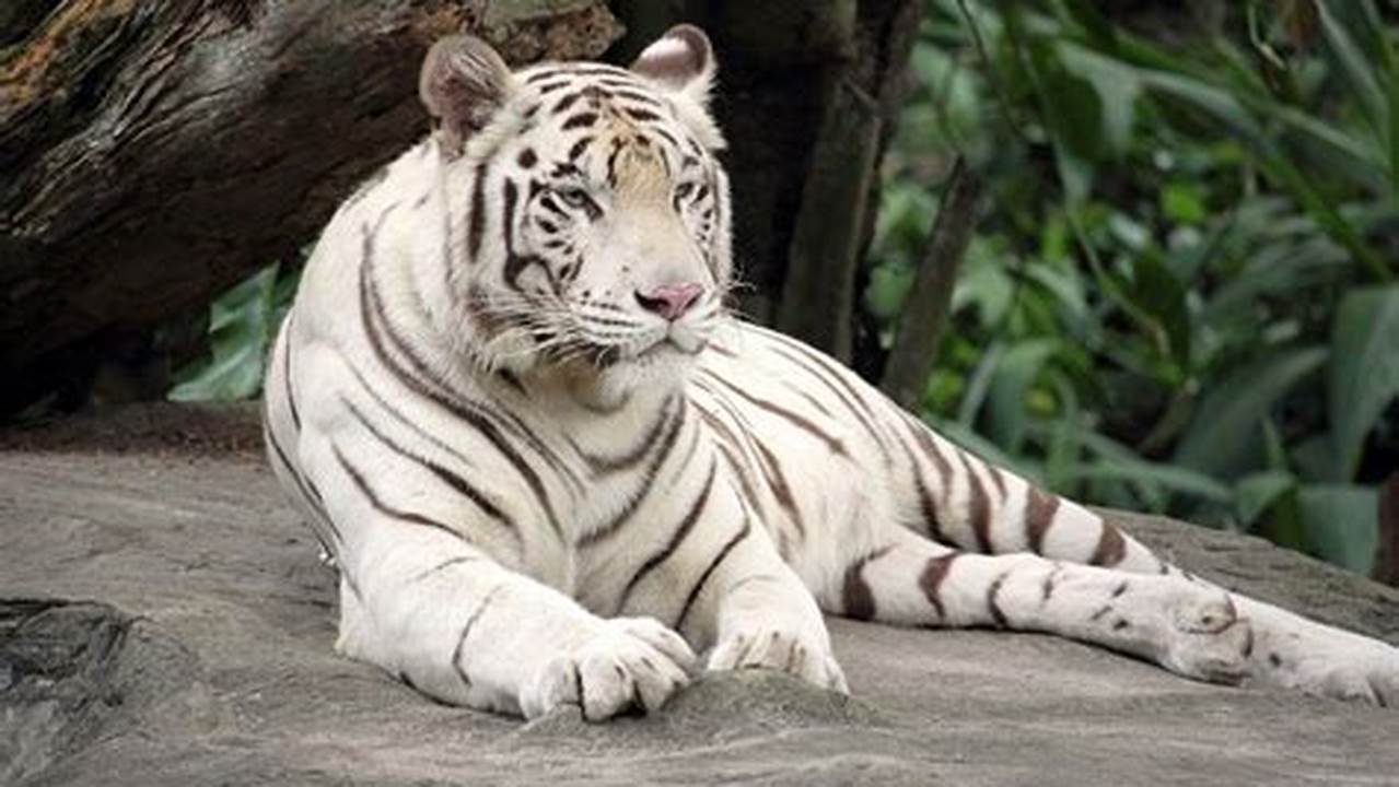 Top 10 Endangered Animals In World