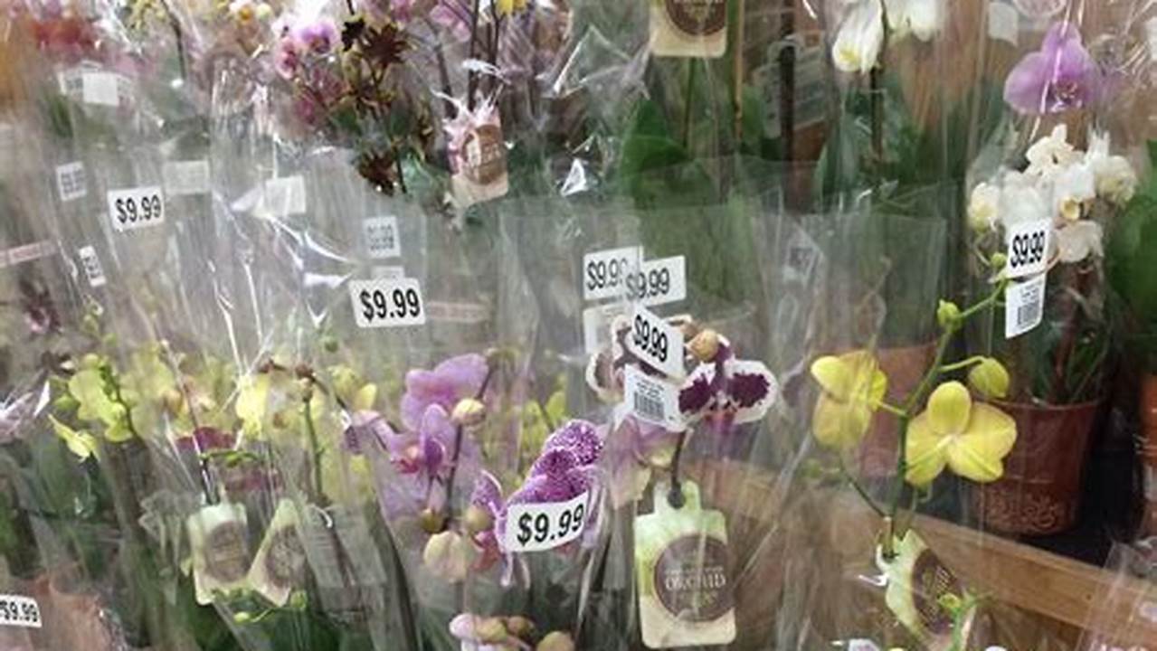 Trader Joes Orchids 2024