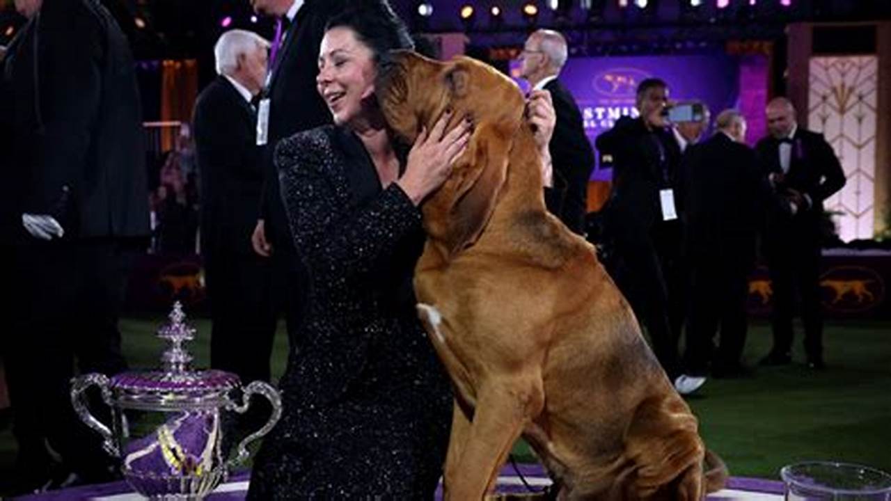 Trumpet, A Bloodhound, Kisses His Handler Heather Helmer After Winning Best In Show At The 146Th Westminster Kennel Club Dog Show At The Lyndhurst Estate In Tarrytown, New York, On Wednesday, June 22., 2024