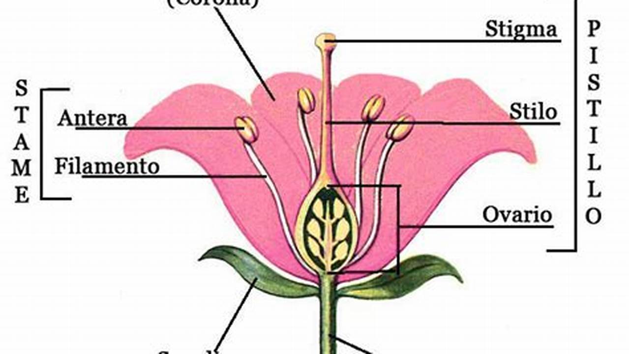 Tu Libro Di Anatomia Sfogliato Come Un Fiore