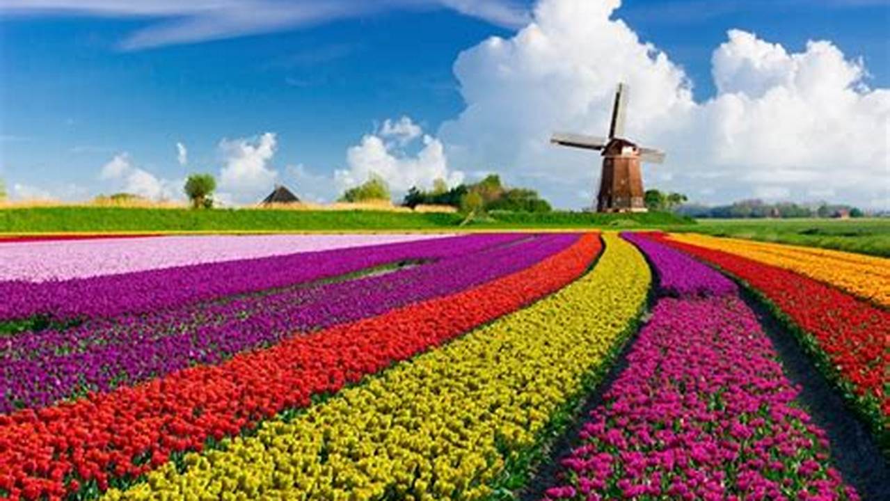 Tulip Festival 2024 Amsterdam