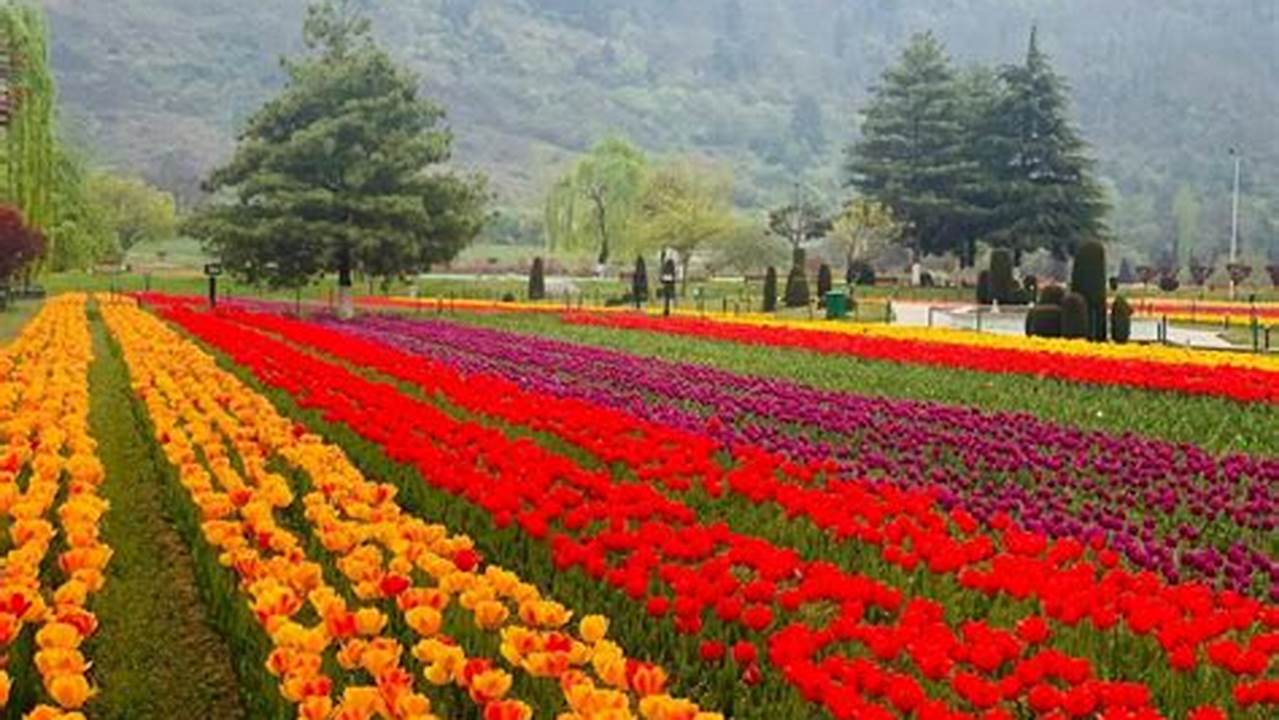 Tulip Festival 2024 Kashmir