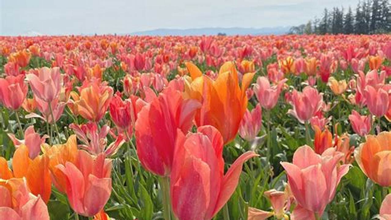 Tulip Festival 2024 Near Me Mumbai