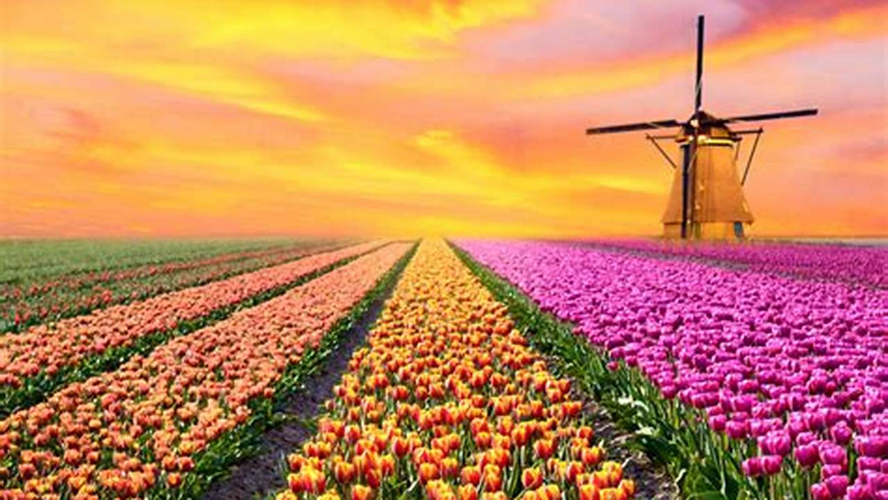 Tulip Festival 2024 Netherlands