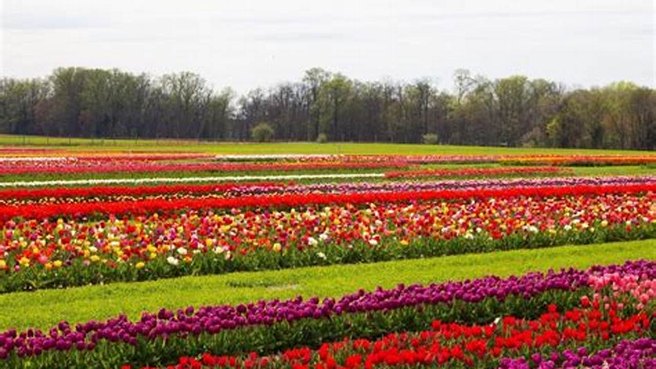 Tulip Festival 2024 New Jersey