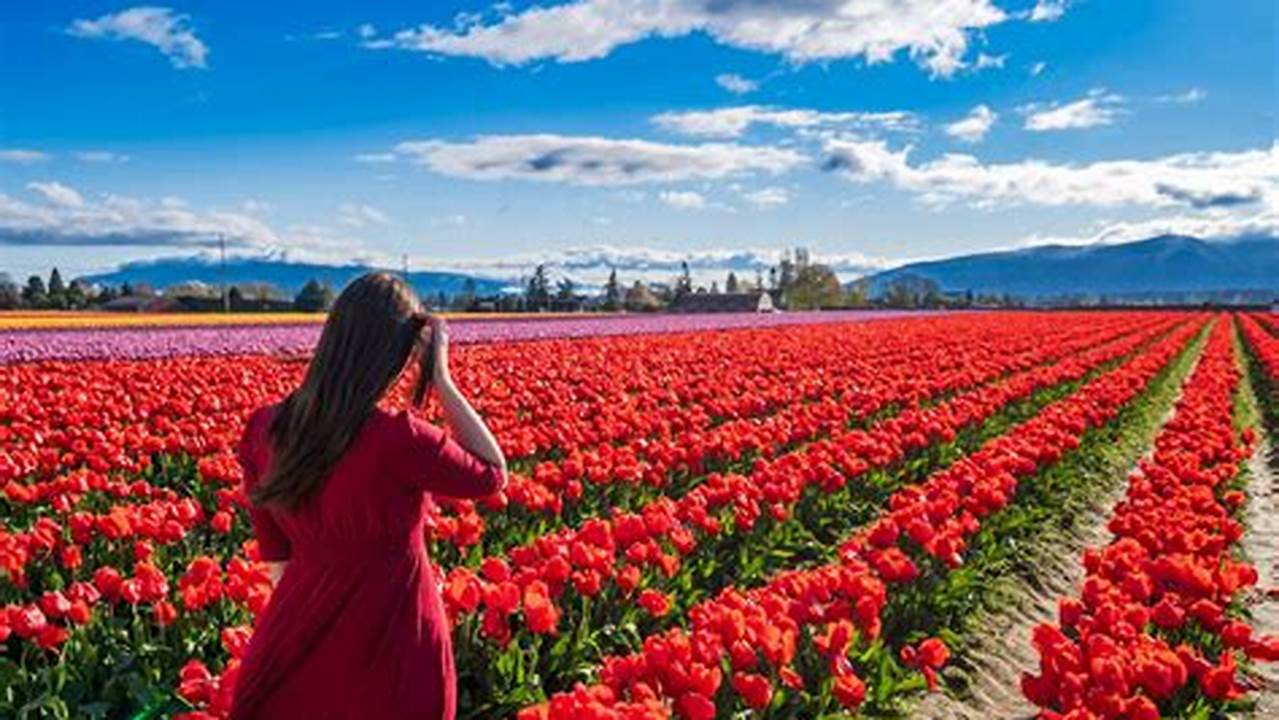 Tulip Festival 2024 Usa