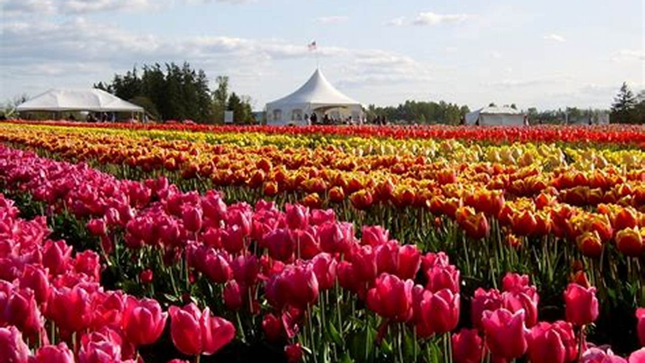 Tulip Festival Nycil