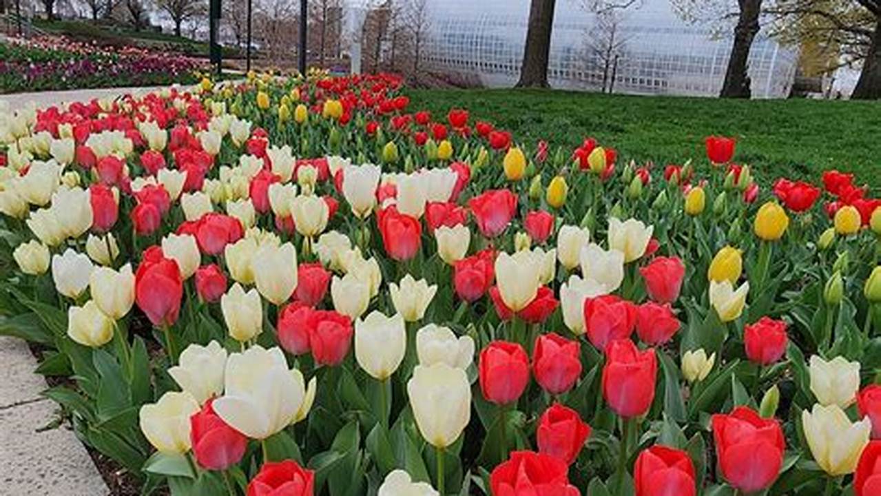 Tulip Festival Oklahoma University