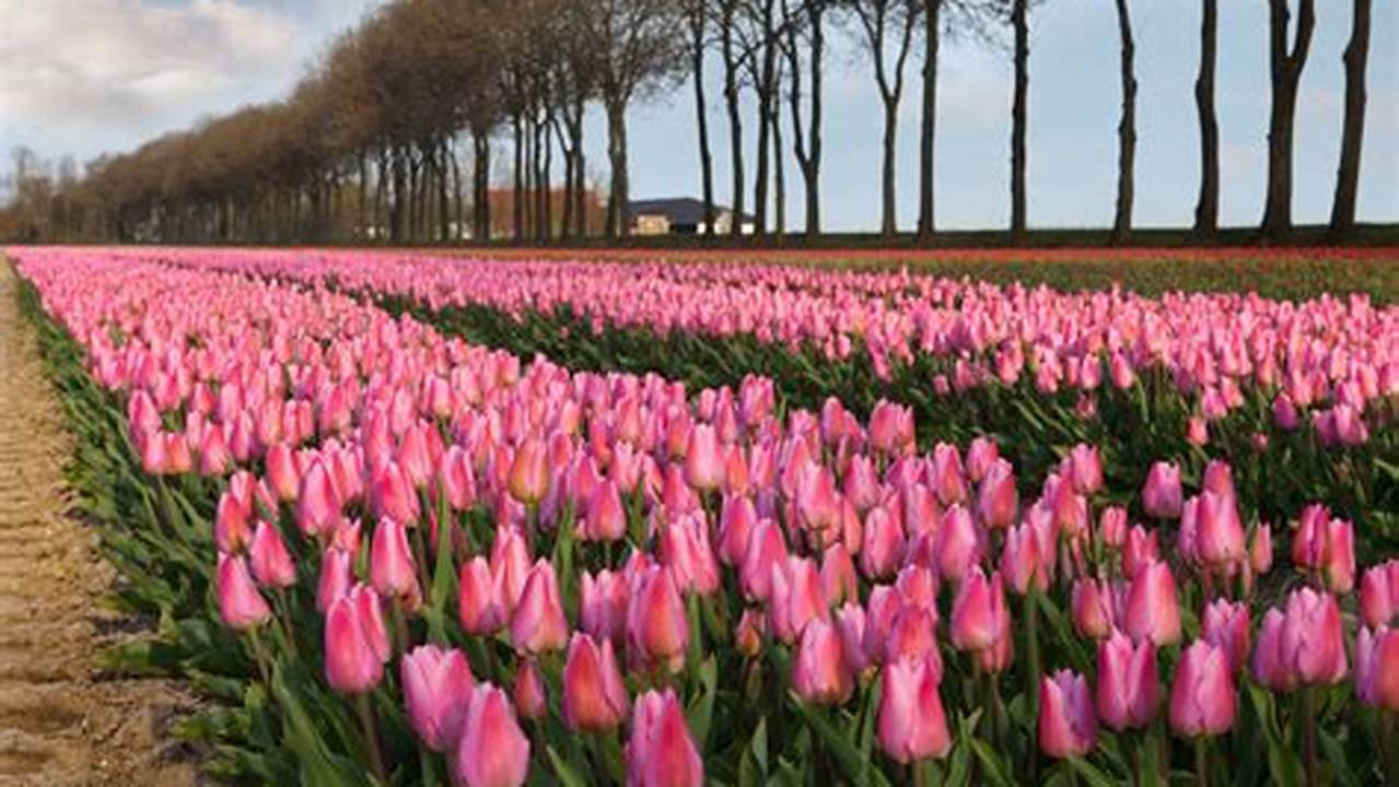 Tulip Season In Amsterdam 2024