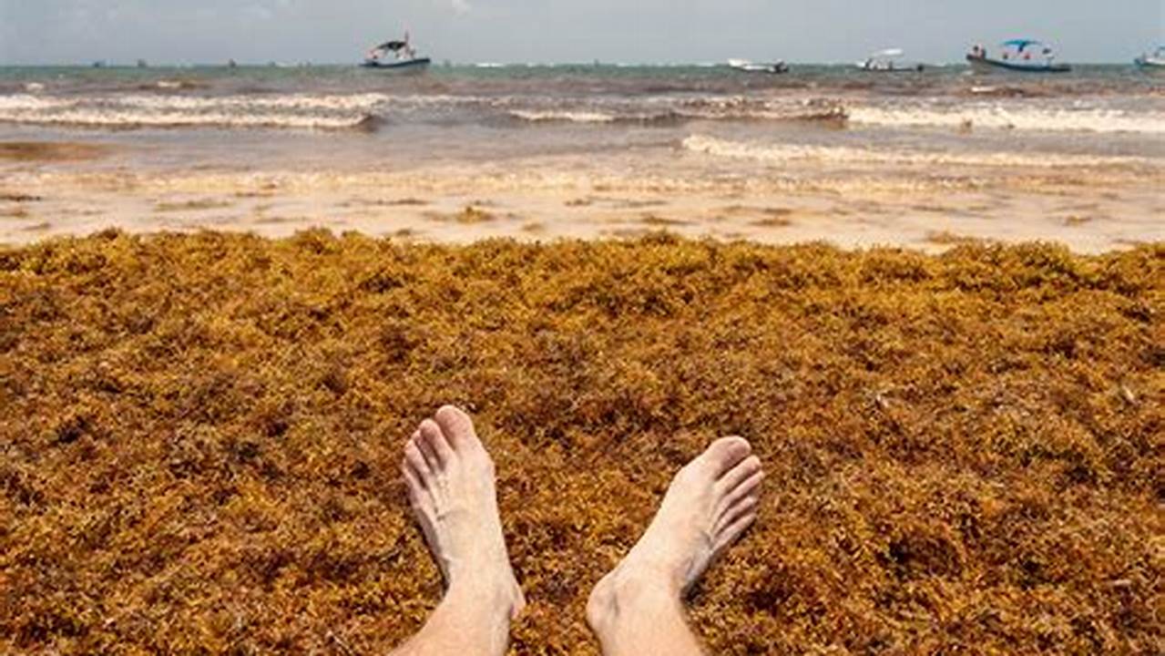 Tulum Seaweed Season 2024