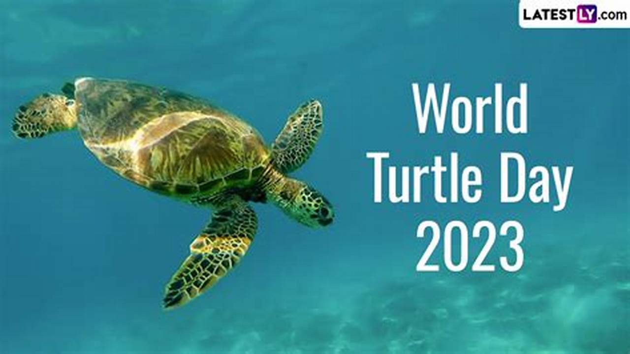 Turtle Days 2024