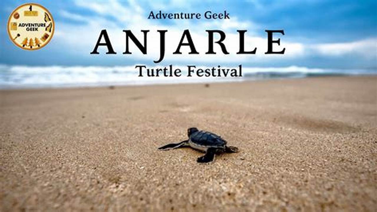 Turtle Fest 2024