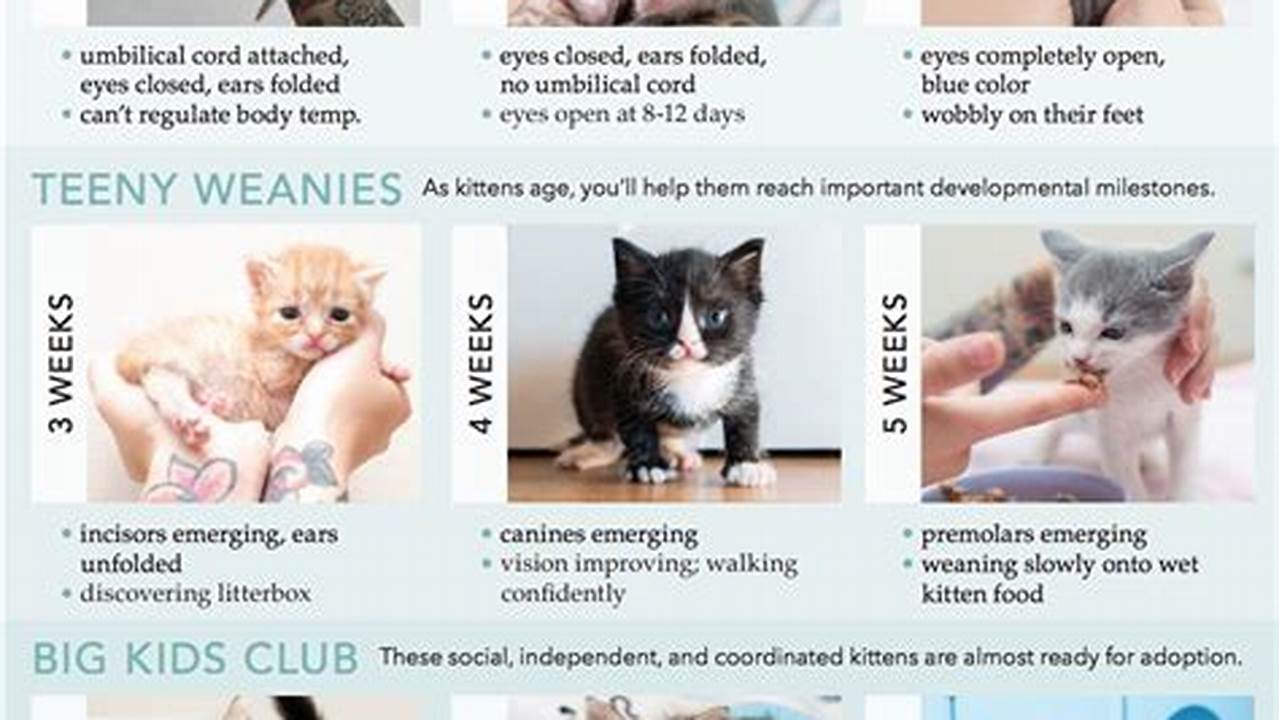 Twelve New Cats For Twelve New Months., 2024