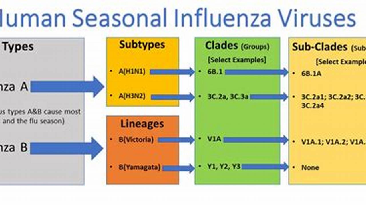 Type A Influenza Is A Common Infection That Can Cause Widespread Flu Outbreaks., 2024