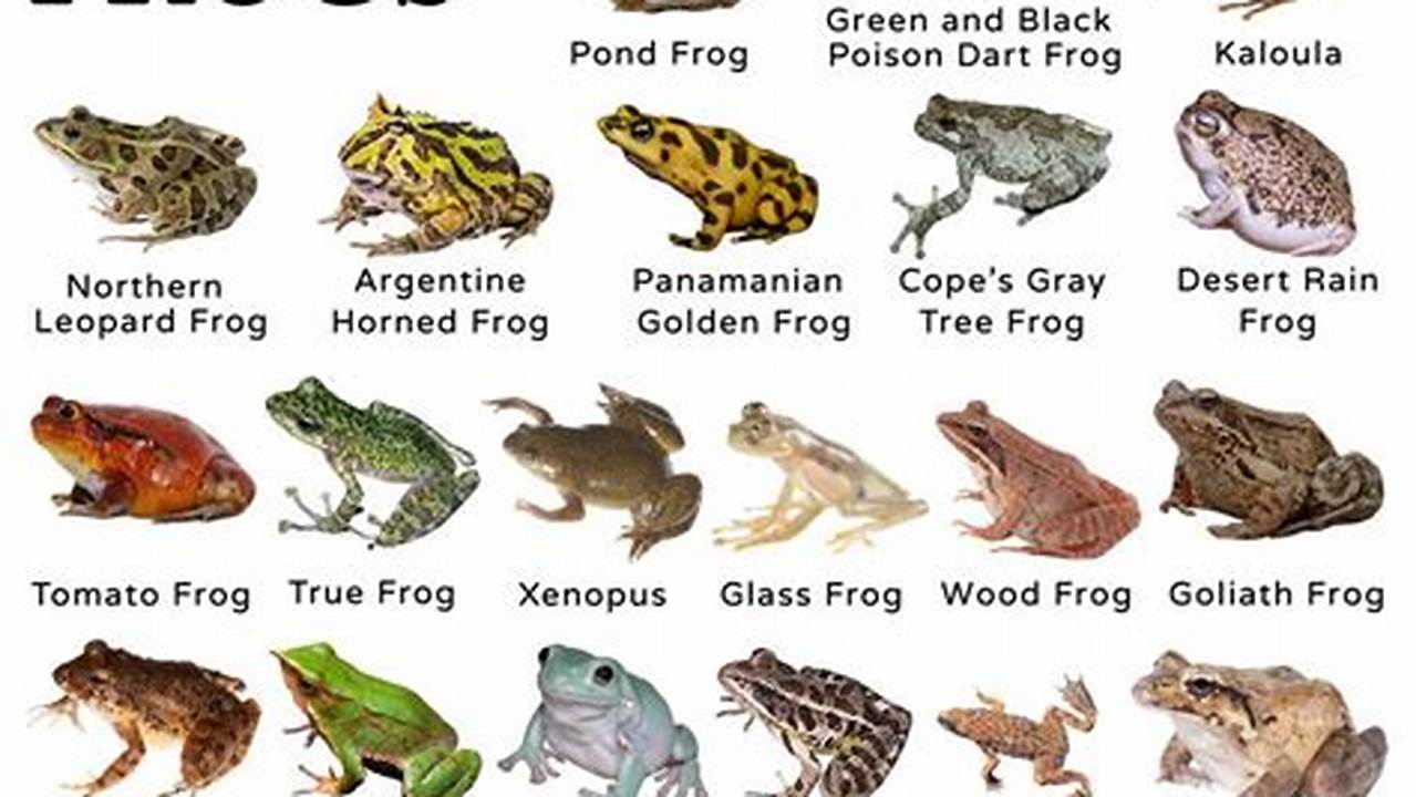 Unlike Other Animals, Not All Of Us Love Frogs For Their Looks, Appearance, And Most Importantly, Their Croak., 2024