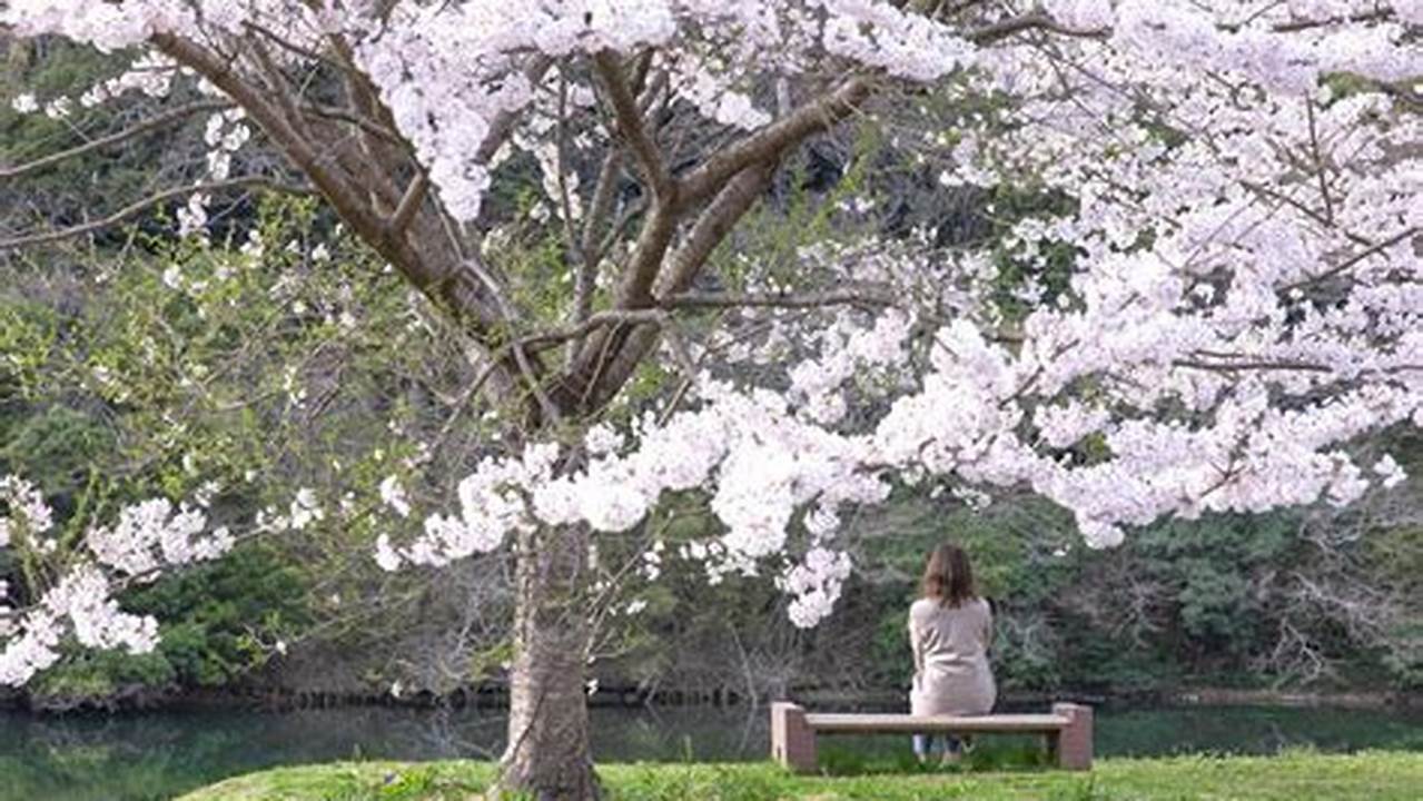 Updated Cherry Blossom Forecast Moves Up Blooming Date, Predicts Sakura Season Start For Ueno Park;, 2024