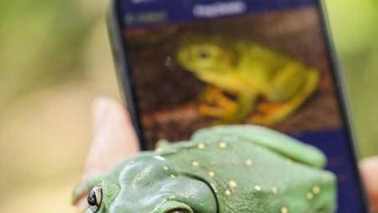 Using The Free Frogid App, You Can Identify Which Frogs Are Calling Around You And Help Count., 2024