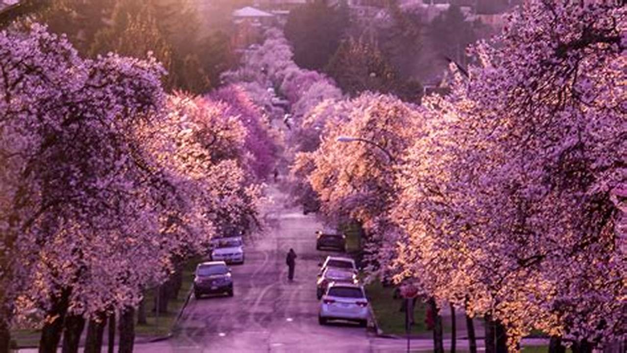Vancouver Cherry Blossom Festival 2024