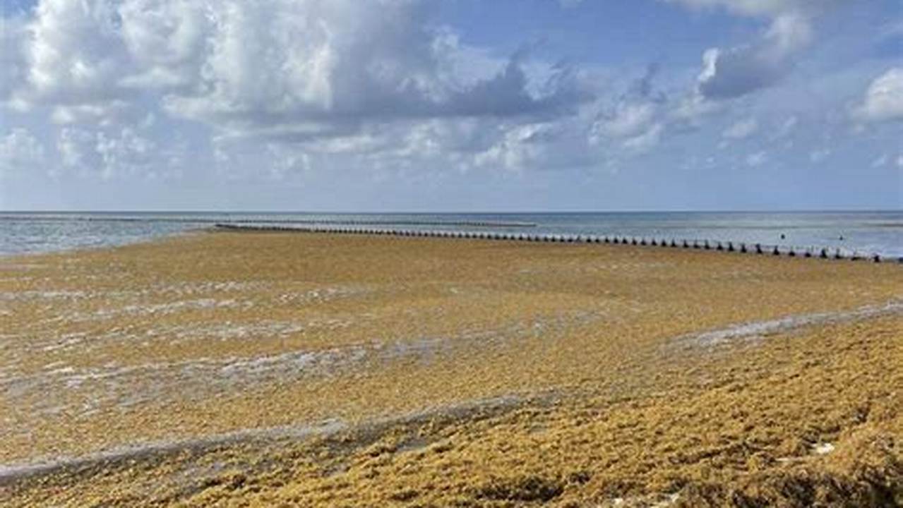 Vero Beach Seaweed 2024