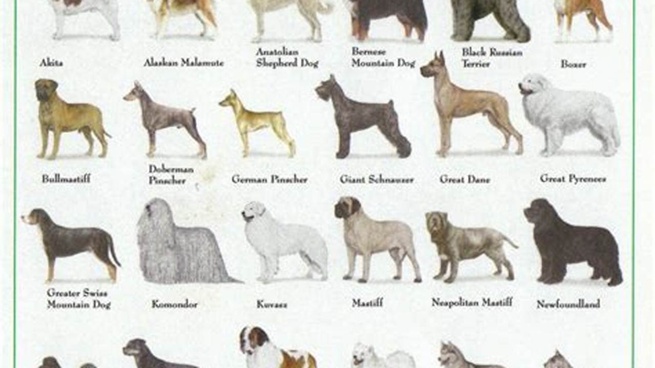 Viewers Can Expect Training Tips And Breed Information Segments To Help Them Better Understand The Competing Dogs., 2024