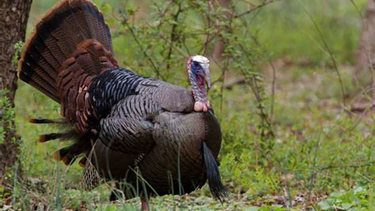 Virginia Spring Turkey 2024
