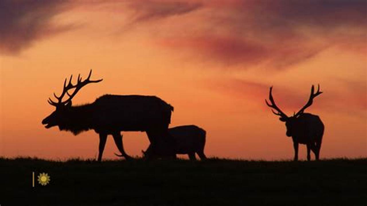 We Leave You This Sunday Morning With Majestic Tule Elk At Point Reyes National Seashore, In California., 2024