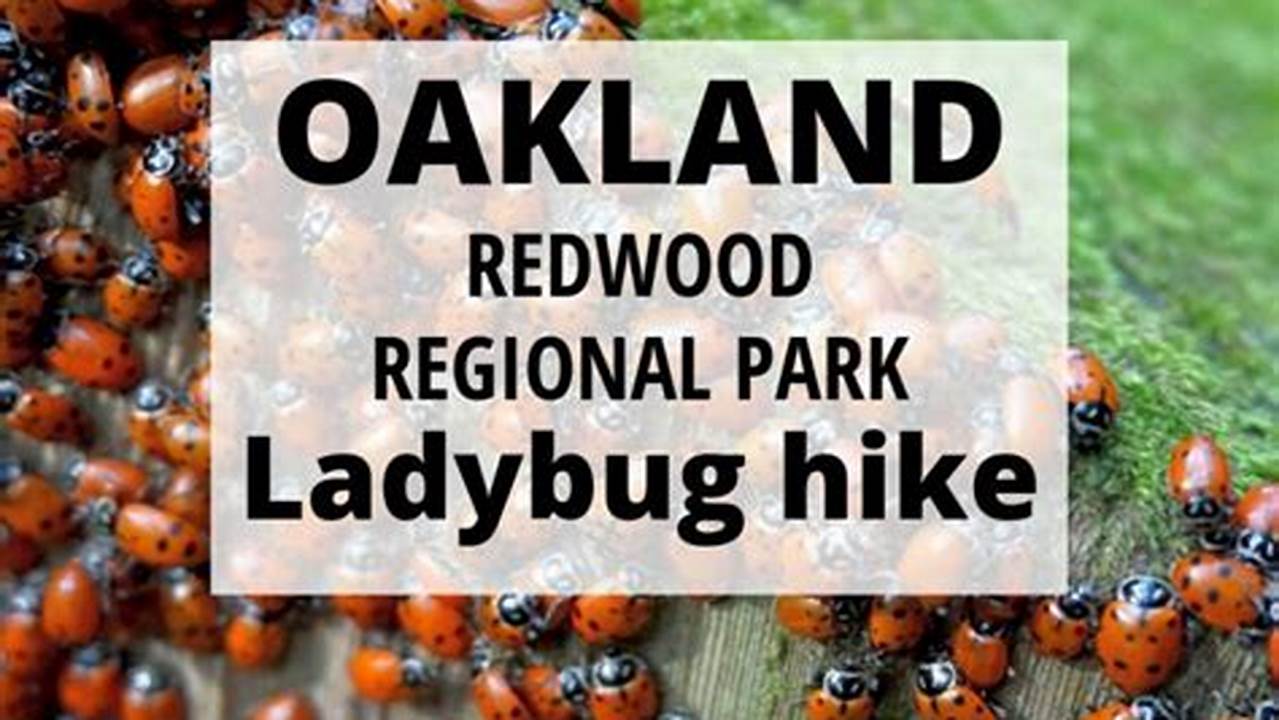 We Leave You This Sunday With Ladybugs Gathering For The Winter At Reinhardt Redwood Regional Park In Oakland, California., 2024