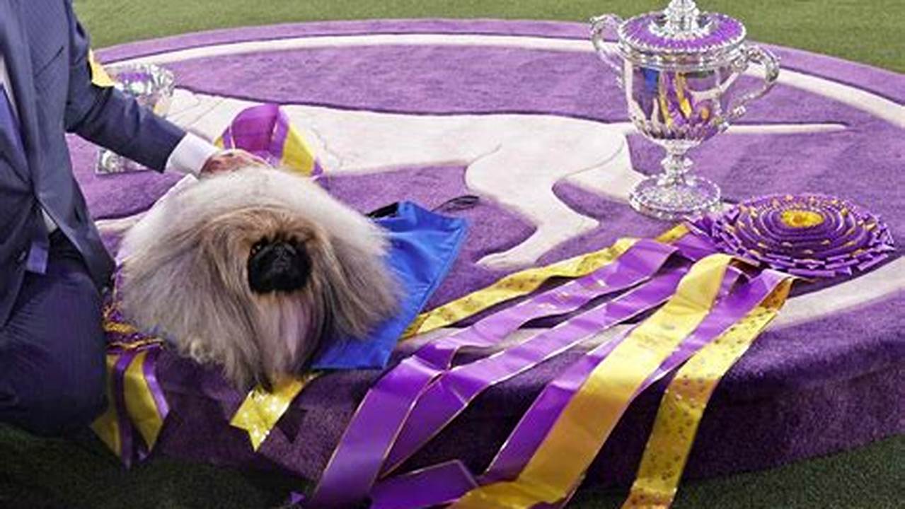 Welcome To Learn How To Watch The Upcoming Westminster Dog Show Live., 2024