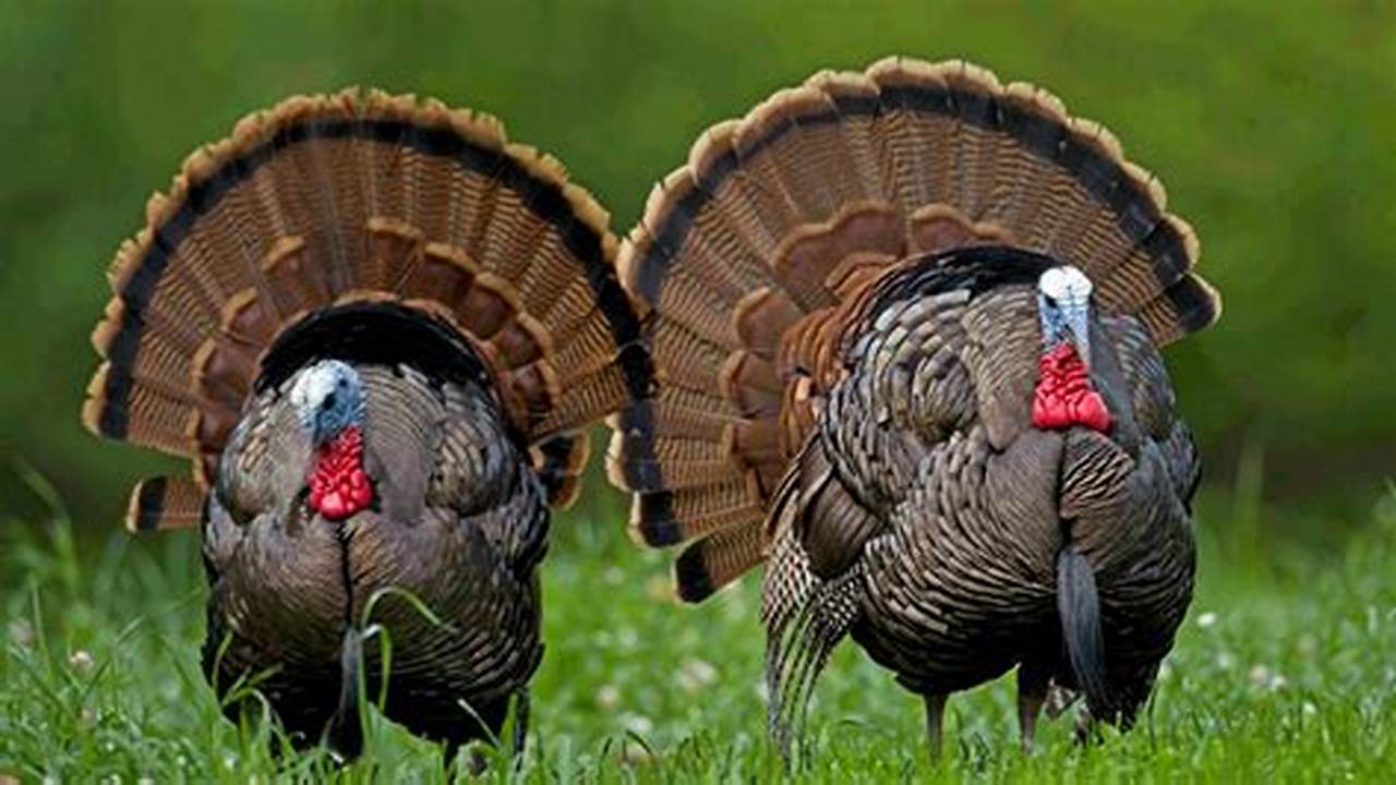 West Virginia Spring Turkey Season 2024