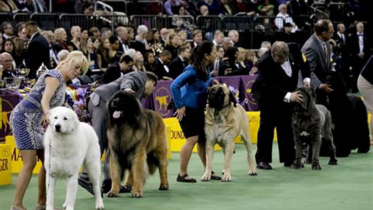 Westminster Dog Show 2024 Best In Show Judge