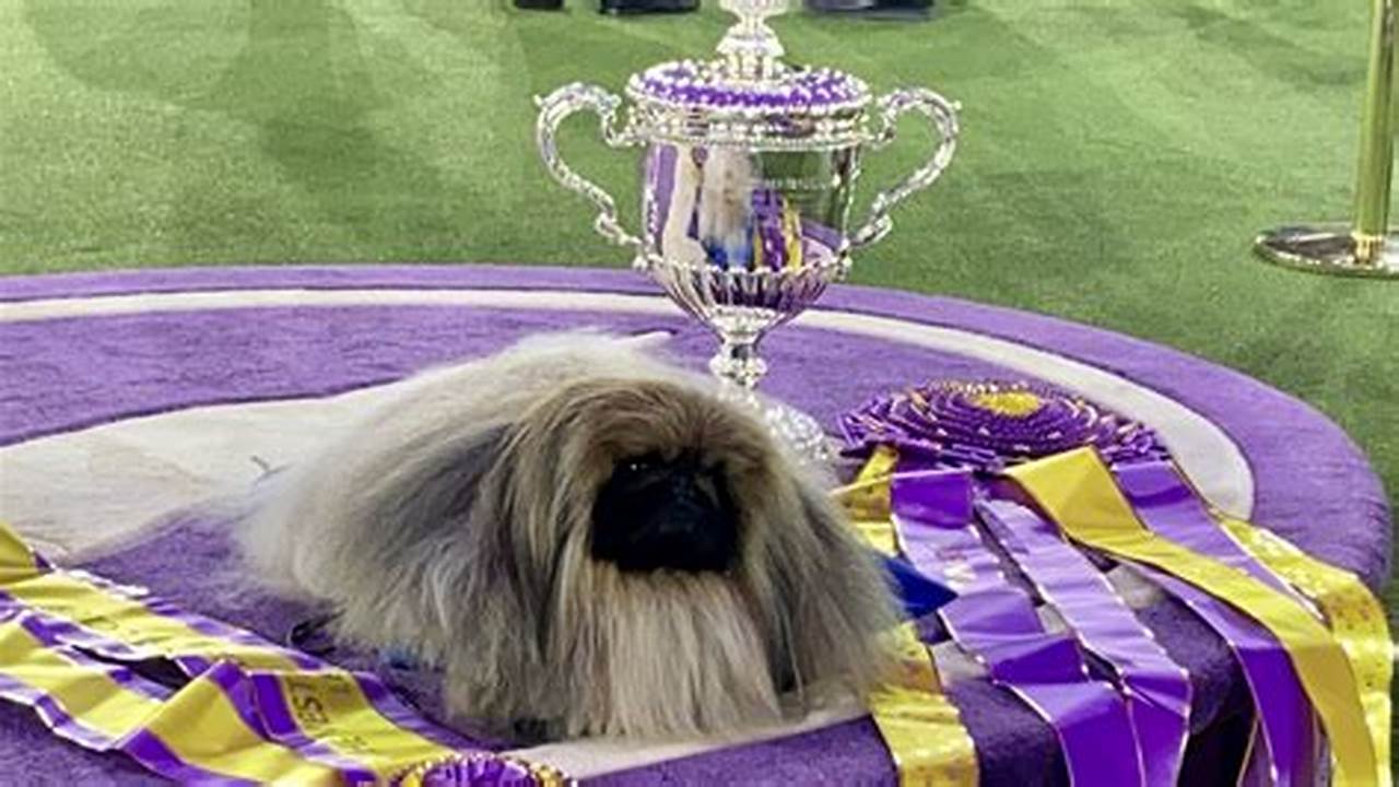 Westminster Dog Show 2024 Schedule