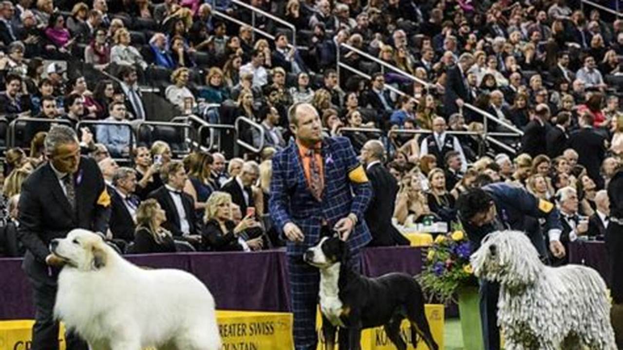 Westminster Dog Show 2024 Televised Channel