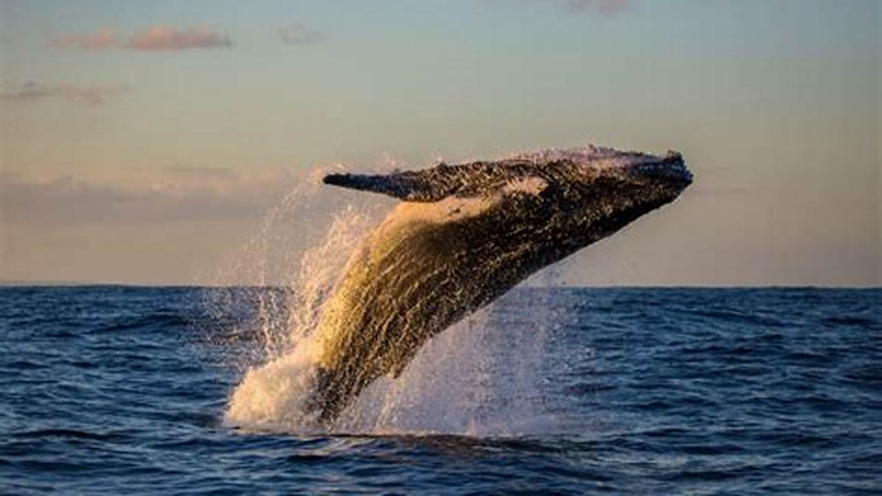 Whale Watching Oregon Coast 2024