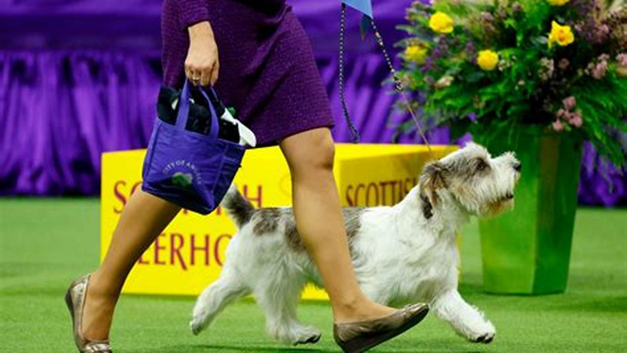 What Dog Won Best In Show At Westminster 2024