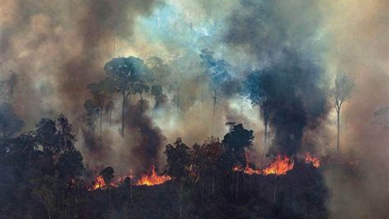 What Happens To Earth If The Amazon Rainforest Is Completely Burned?, Images
