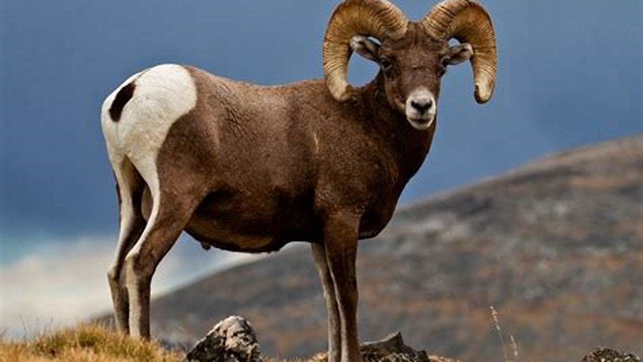 What Is A Male Bighorn Sheep Called